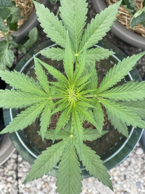 CBD Auto 1:1 (CBD Crack). Week 3