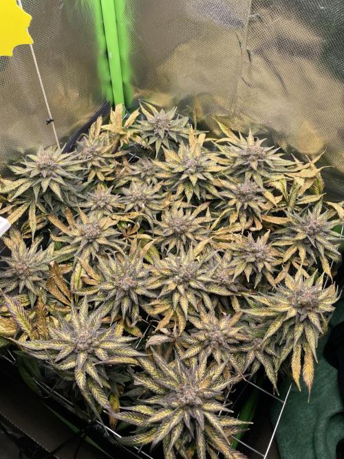 Sensi Seeds Himalayan CBD 4th indoor run. Week 18