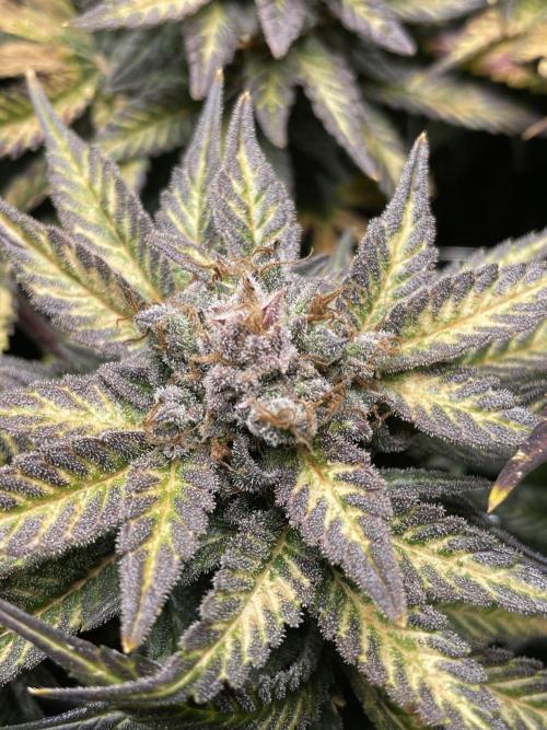 Sensi Seeds Himalayan CBD 4th indoor run. Week 18