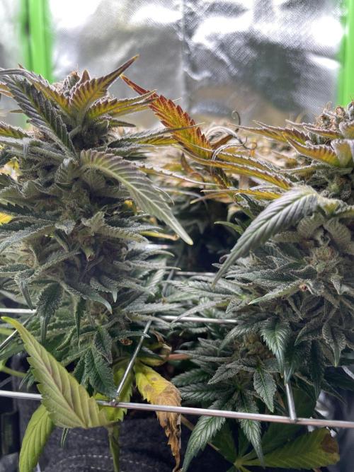 Sensi Seeds Himalayan CBD 4th indoor run. Week 18