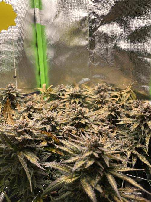 Sensi Seeds Himalayan CBD 4th indoor run. Week 18