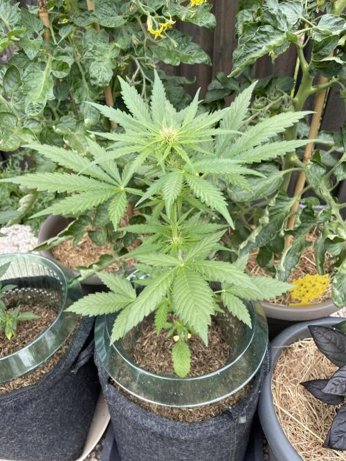 CBD Auto 1:1 (CBD Crack). Week 4
