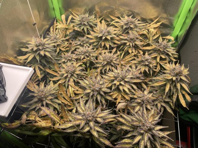 Sensi Seeds Himalayan CBD 4th indoor run. Week 19