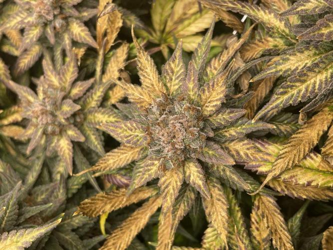 Sensi Seeds Himalayan CBD 4th indoor run. Week 19
