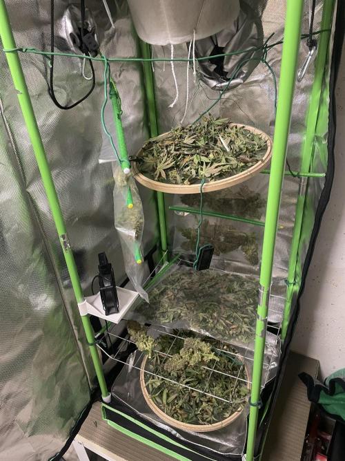 Sensi Seeds Himalayan CBD 4th indoor run. Week 19