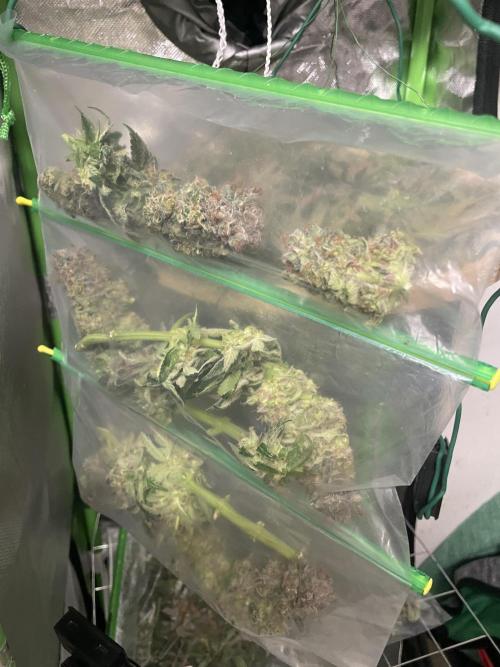 Sensi Seeds Himalayan CBD 4th indoor run. Week 19