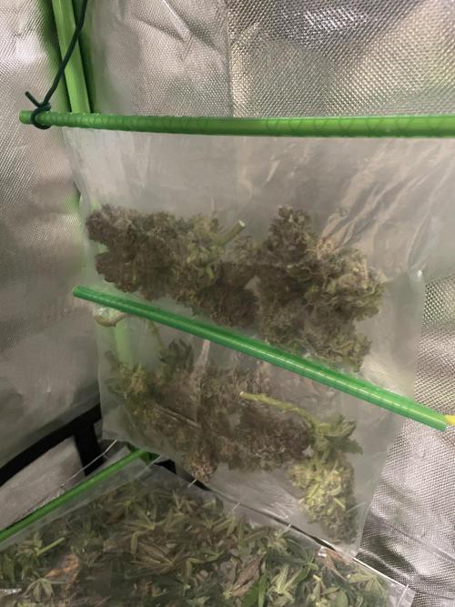 Sensi Seeds Himalayan CBD 4th indoor run. Week 19