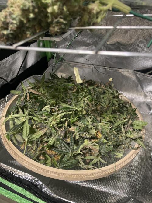 Sensi Seeds Himalayan CBD 4th indoor run. Week 19