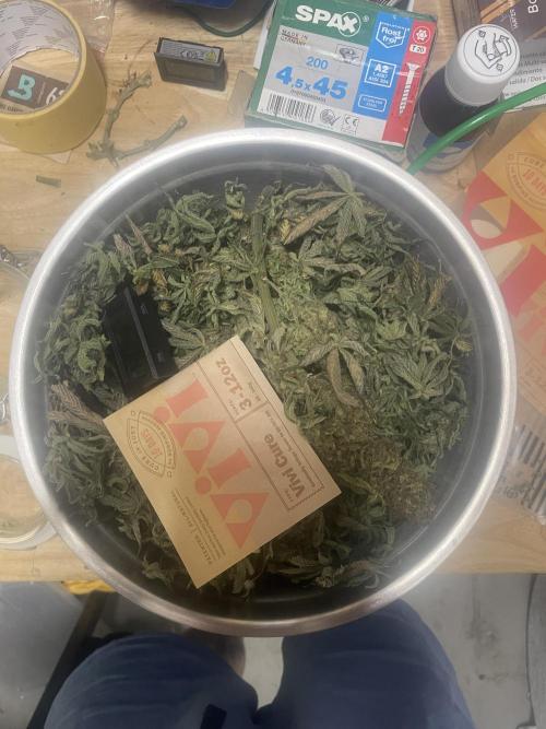 Sensi Seeds Himalayan CBD 4th indoor run. Week 19