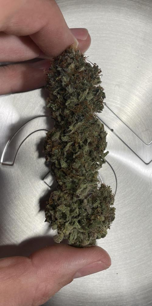 Sensi Seeds Himalayan CBD 4th indoor run. Week 19