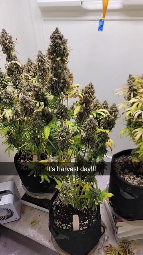 First Grow - Trying to F1 Autos