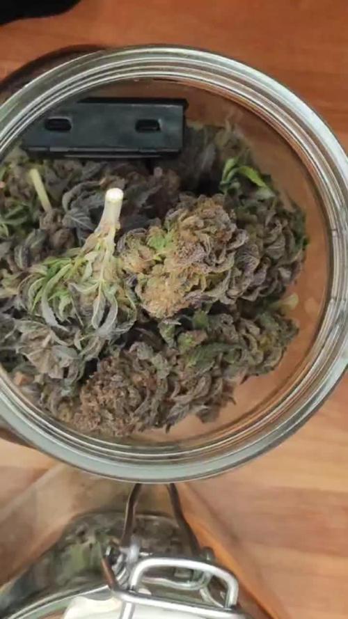  Humboldt Sour Diesel