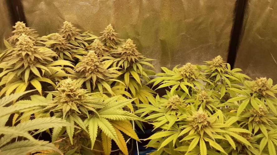  Humboldt Sour Diesel