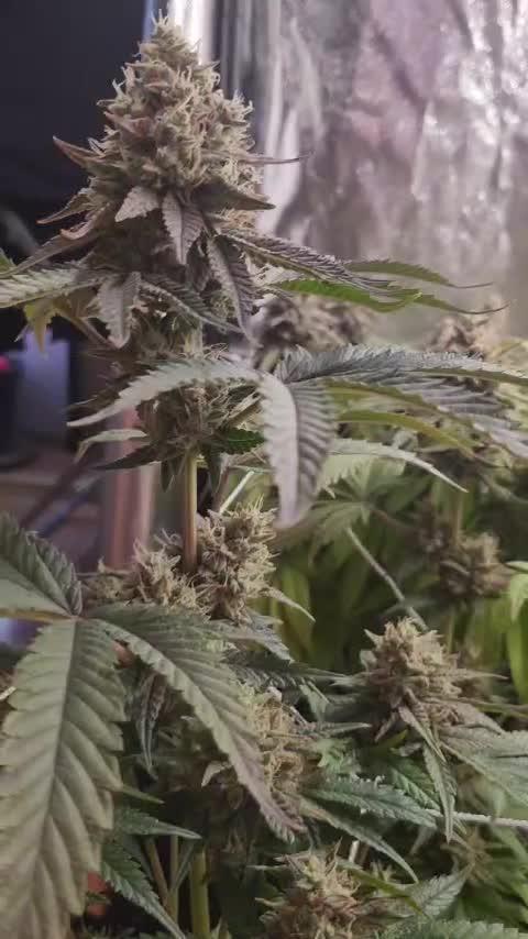  Humboldt Sour Diesel