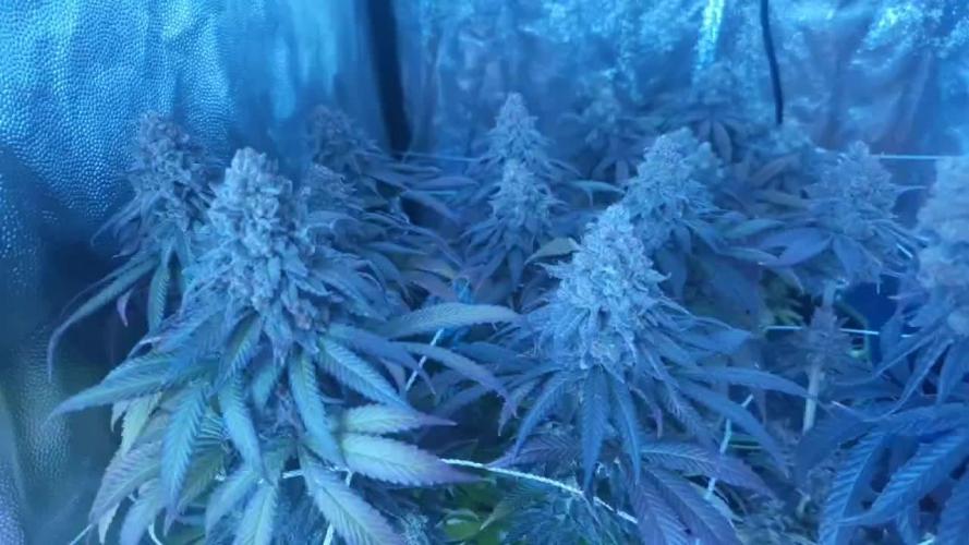  Humboldt Sour Diesel