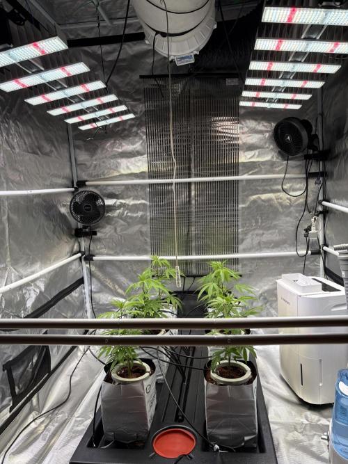 Cap Junky. Week 2 - Leben sich immer mehr ein .. Läuft über GrowControl VPD .. 