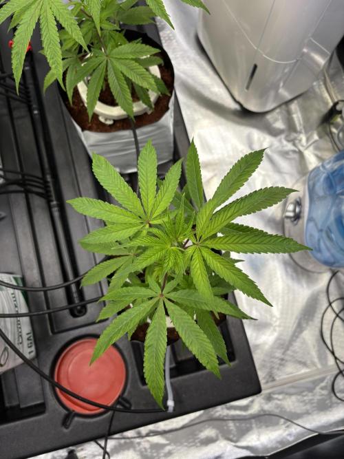 Cap Junky. Week 2 - Man sich farblich nur noch wenig unterschied .. 