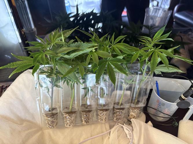 Green420_germany‘s growdiaries. Week 2 - Cap Junky / Capulator & Seed Junky Genetics 