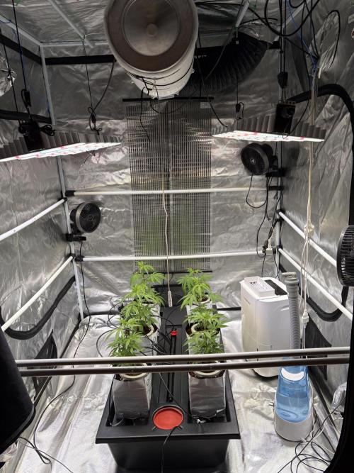 Green420_germany‘s growdiaries. Week 2 - Hat paar Tage gedauert bis sie alle dasselbe Grün hatten 