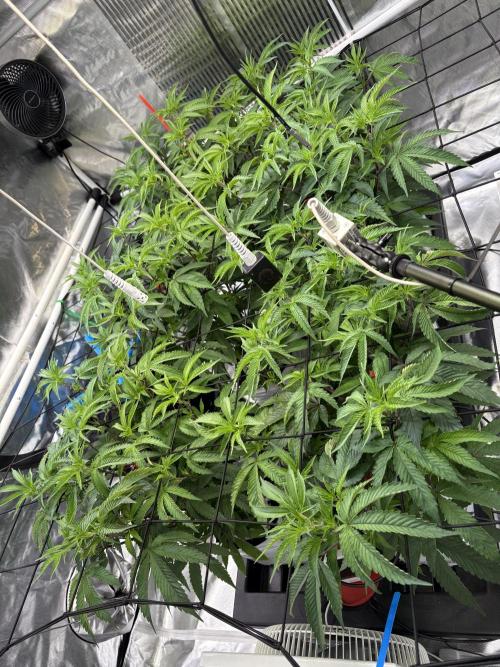 Green420_germany‘s growdiaries. Week 3 - Noch ein paar Tage und dann kann gedreht werden.. hoffe das Netz füllt sich noch
