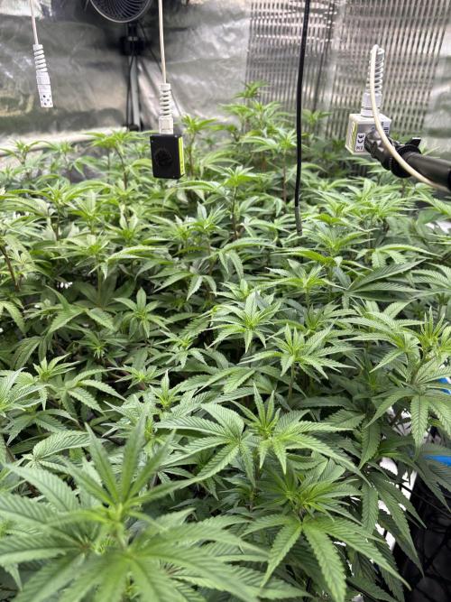 Cap Junky. Week 1 - Der Stretch ist in vollem Gange