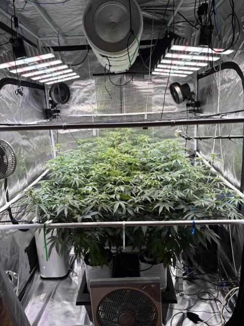 Cap Junky. Week 4 - Undercanopy Light ist dazu gekommen 