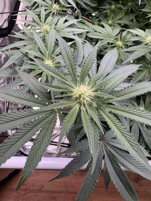 Cap Junky. Week 4 - Blüte kommt 