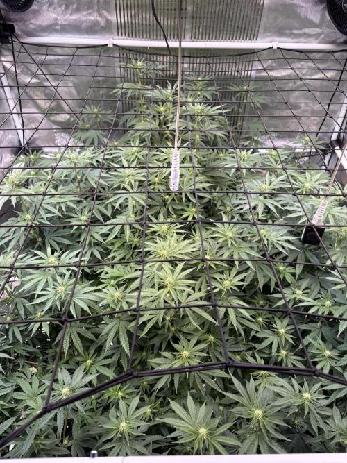 Cap Junky. Week 4 - Der Stretch ist in vollem Gange 