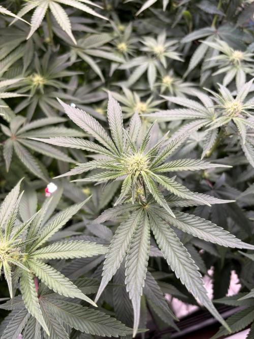Cap Junky. Week 4 - Nice Color 
