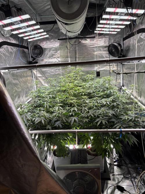 Cap Junky. Week 4 - Sanlight Stixx 
