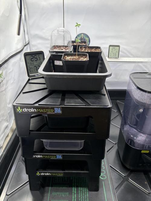 Grow Room 1. Week 0 - Sind recht schnell geploppt