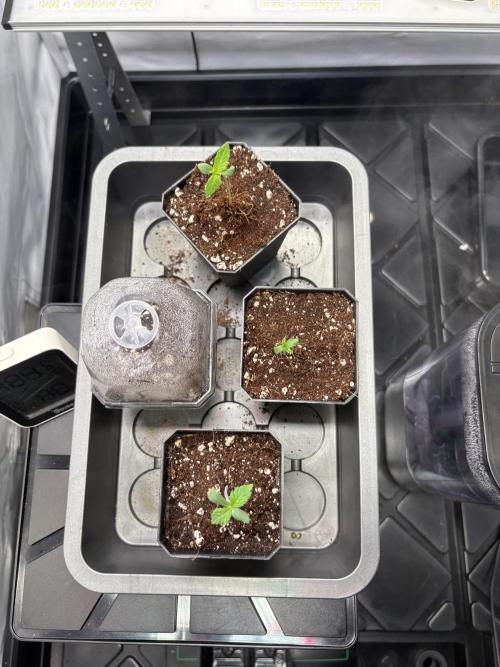 Grow Room 1. Week 0 - Die ersten Blätter sind bereits da