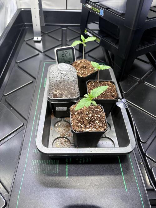 Grow Room 1. Week 0