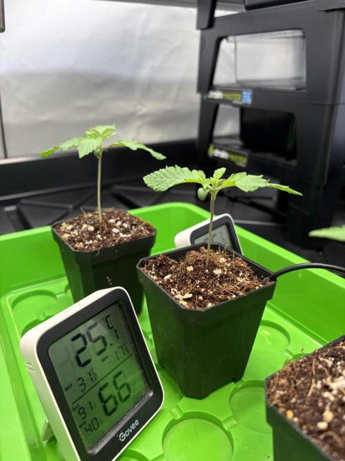 Grow Room 1. Week 0 - Der Deckel vom Mini GWH passt nicht mehr drauf 