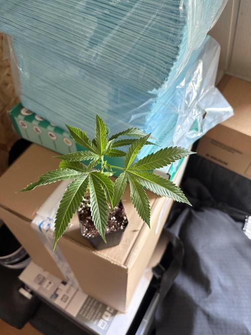 Grow Room 1. Week 0 - Permanent Marker Cut 