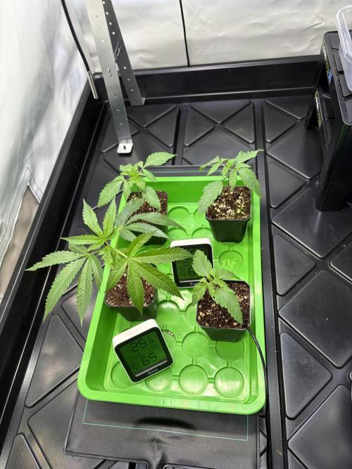 Grow Room 1. Week 0