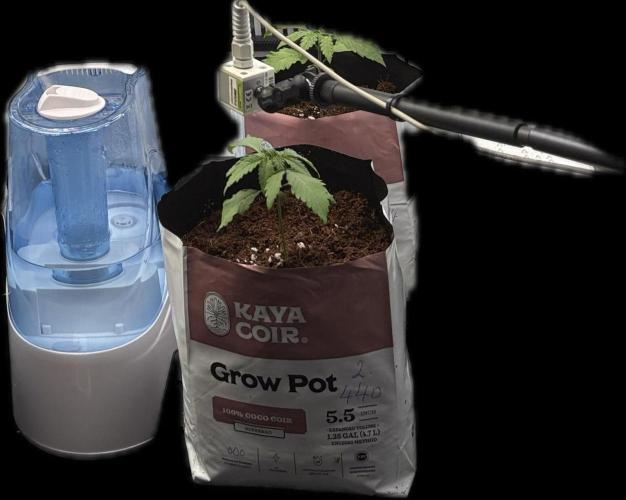 Grow Room 1. Week 0 - Final umgetopft und der letzte Einsatz für den Befeuchter 