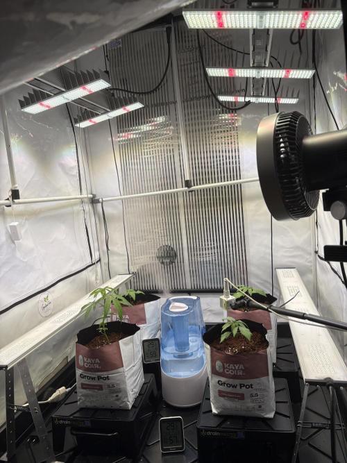 Grow Room 1. Week 0 - Sie sind vom Sämling in die Vegi gewachsen