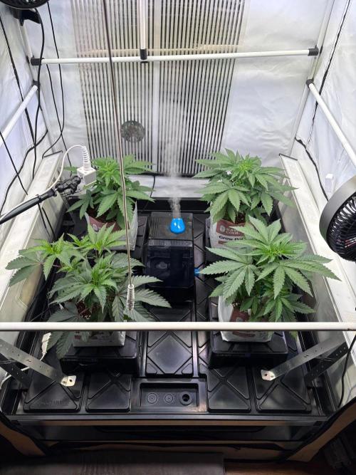 Grow Room 1. Week 2 - Läuft weiterhin vegetativ, heute kommt Gießanlage rein,bald wird auf 12/12 gedre