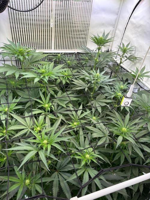 Grow Room 1. Week 3 - Zeigen betende Hände.. Gutes Signal 