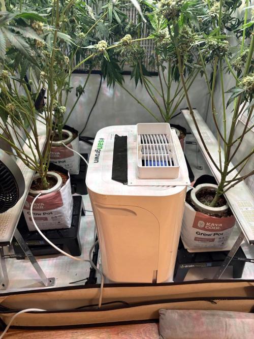 Grow Room 1. Week 4 - Trotec TTK 66e .. Sanlight Stixx 4-100 x2 