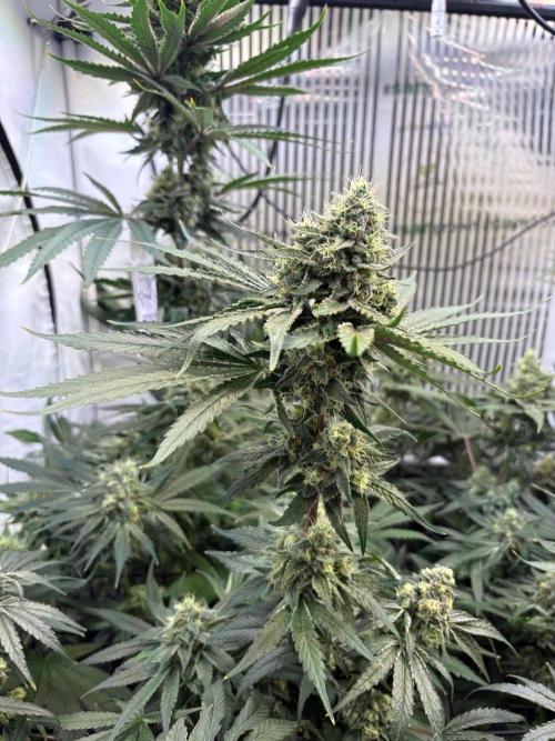 Grow Room 1. Week 4 - Seriotica 