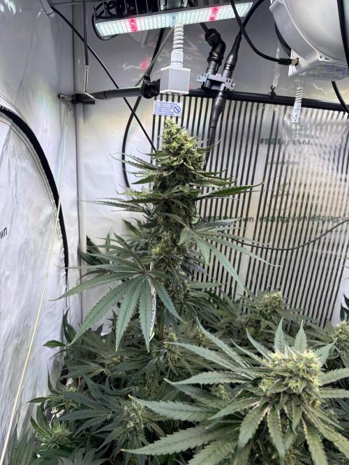 Grow Room 1. Week 4 - SeriousSeeds 