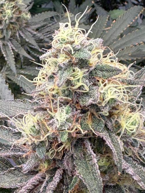 Grow Room 1. Week 4 - Terpene Production on Point 