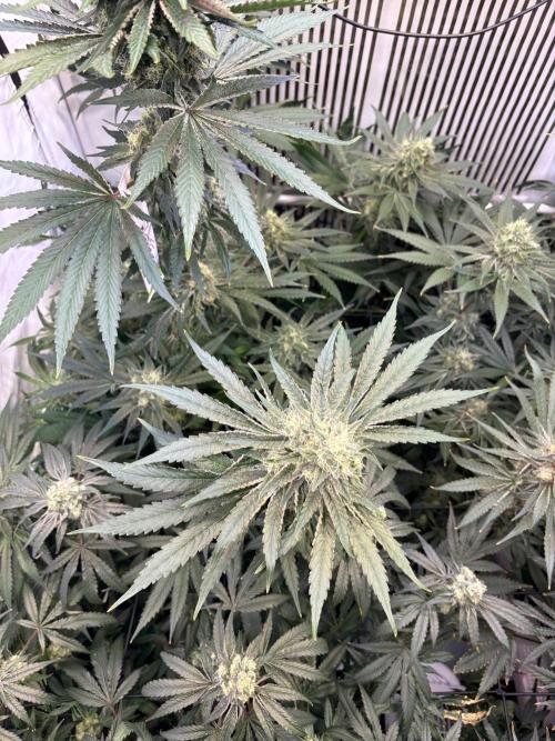 Grow Room 1. Week 4 - BT 45