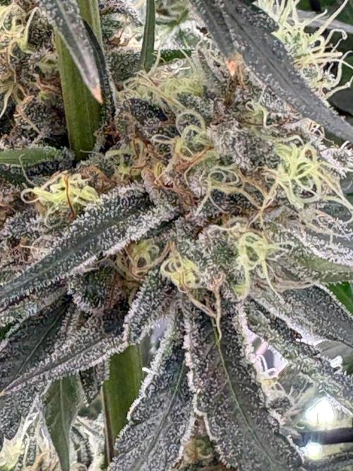 Grow Room 1. Week 4 - Riecht schön .. Zitronig-Fruchtig 