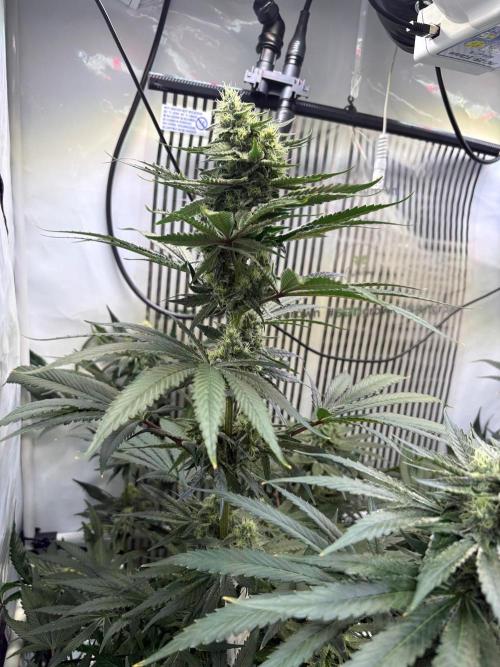 Grow Room 1. Week 4 - Die hat so richtig Bock 