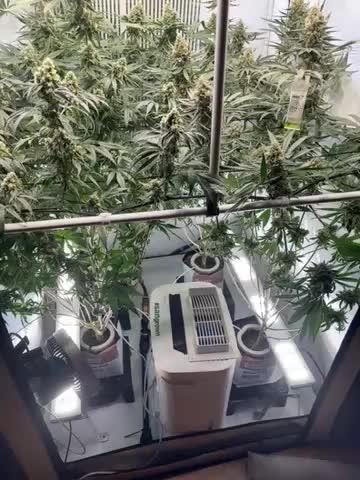 Grow Room 1