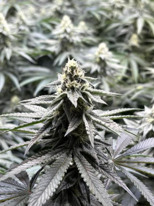 Cap Junky. Week 9