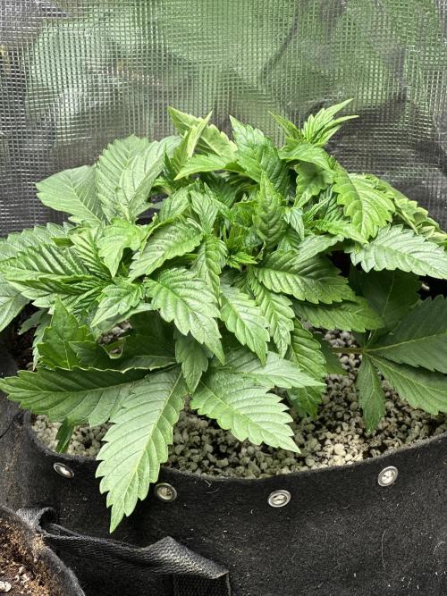 Winter semi full term run. Week 3 - Gopher glue going strong